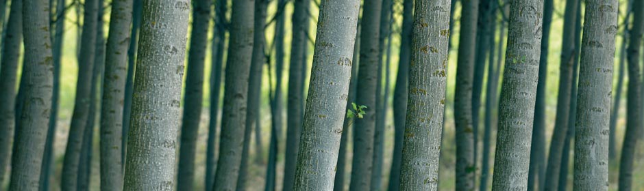Cascina Bosco | Azienda Agricola Stefano A. Vigolungo